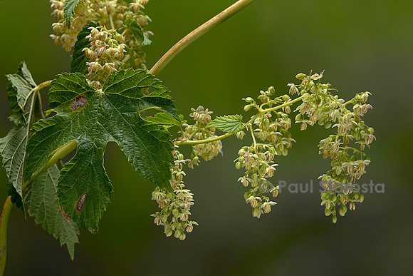 Humulus lupulus (houblon) - inflorescence mâle