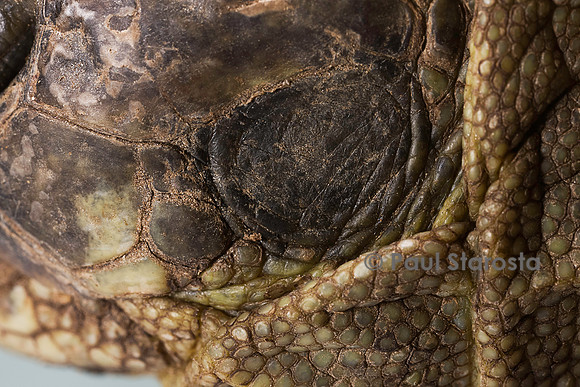 Testudo hermanni (tortue d'Hermann) - écaille de l'oreille