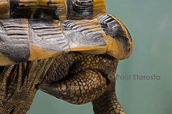 Testudo hermanni (tortue d'Hermann) - queue et écaille supracaudale du mâle
