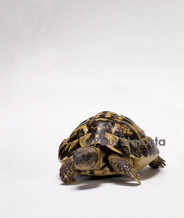 Testudo hermanni (tortue d'Hermann)
