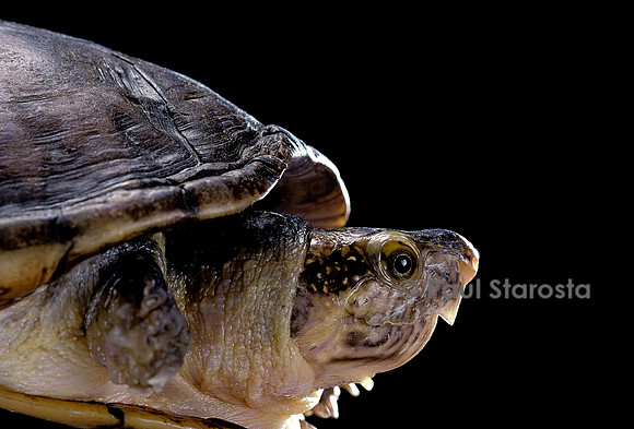 Kinosternum leucostomus