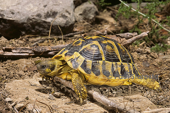 Testudo hermanni (tortue d'Hermann) - déplacement