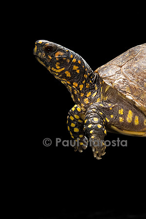 Terrapene carolina (tortue boite)