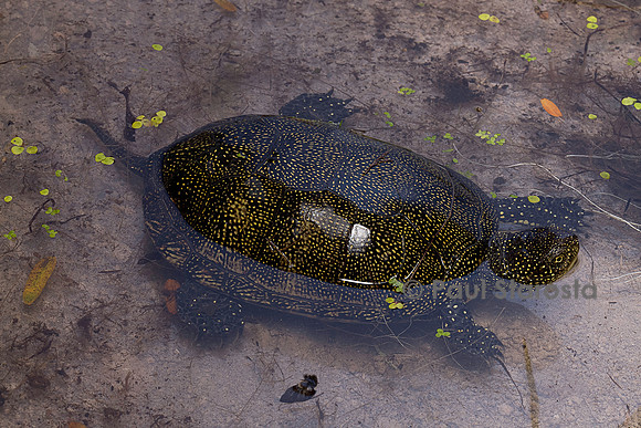 Emys orbicularis (cistude)