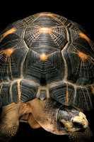 Geochelone radiata
