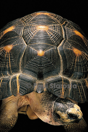 Geochelone radiata