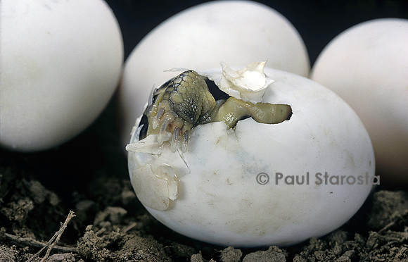 Testudo hermanni (tortue d'Hermann) - éclosion