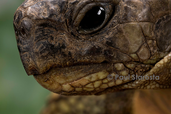 Testudo hermanni (tortue d'Hermann) - bec