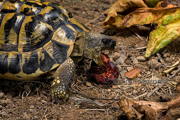 Testudo hermanni (tortue d'Hermann) - mangeant une figue
