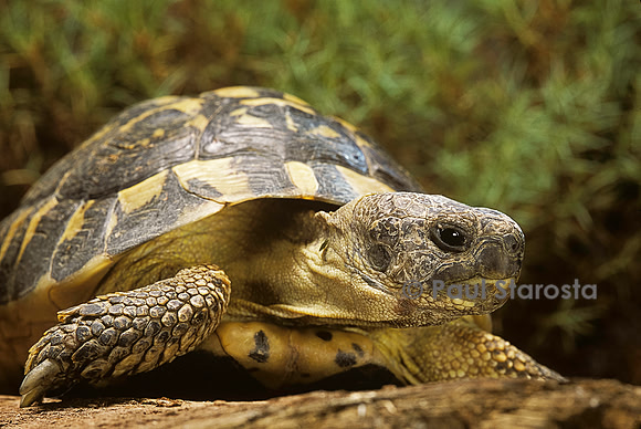 Testudo hermanni (tortue d'Hermann) - portrait