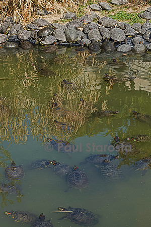 Association Tortues Passion. Bassins de tortues de Floride
