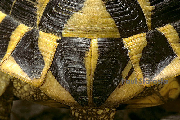 Testudo hermanni (tortue d'Hermann) - écaille supracaudale
