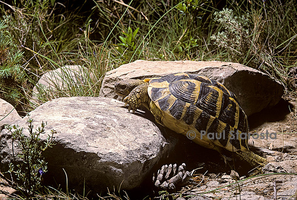 Testudo hermanni (tortue d'Hermann) - escaladant