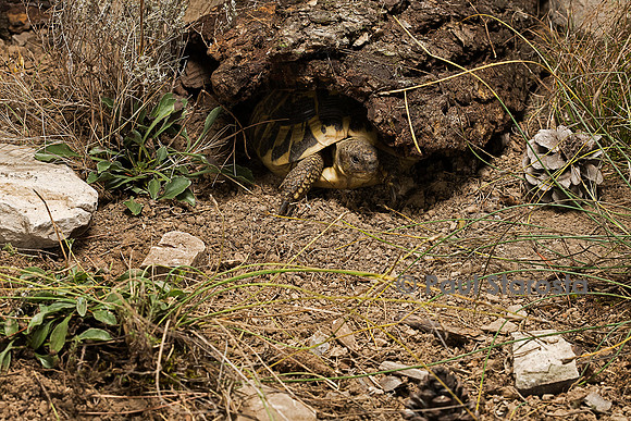 Testudo hermanni (tortue d'Hermann) - sortant de son abri