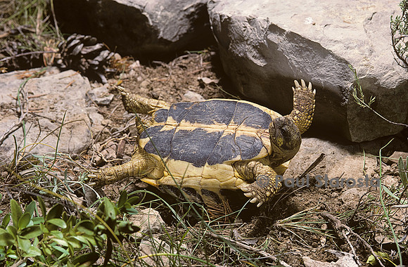 Testudo hermanni (tortue d'Hermann) - retournement