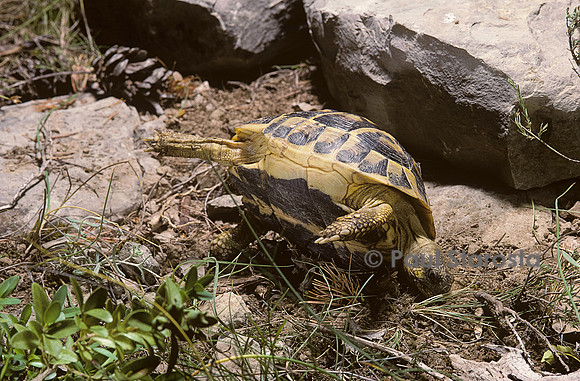 Testudo hermanni (tortue d'Hermann) - retournement