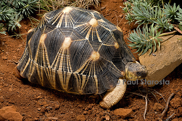 Astrochelys radiata (tortue étoilée)