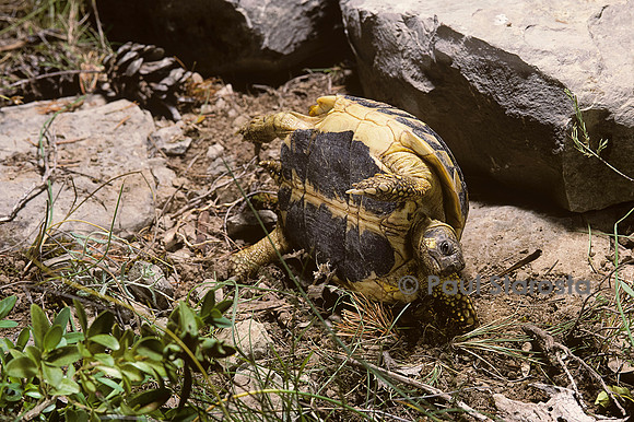 Testudo hermanni (tortue d'Hermann) - retournement