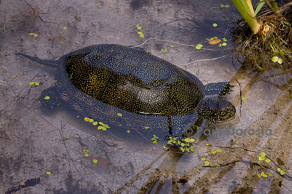 Emys orbicularis (cistude)
