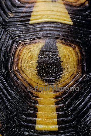Testudo hermanni (tortue d'Hermann) - écaille de la carapace