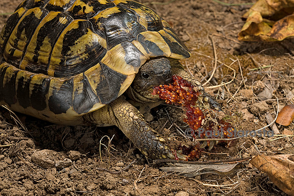 Testudo hermanni (tortue d'Hermann) - mangeant une figue