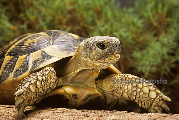 Testudo hermanni (tortue d'Hermann) - portrait