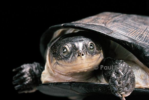 Pelusios rhodesianus