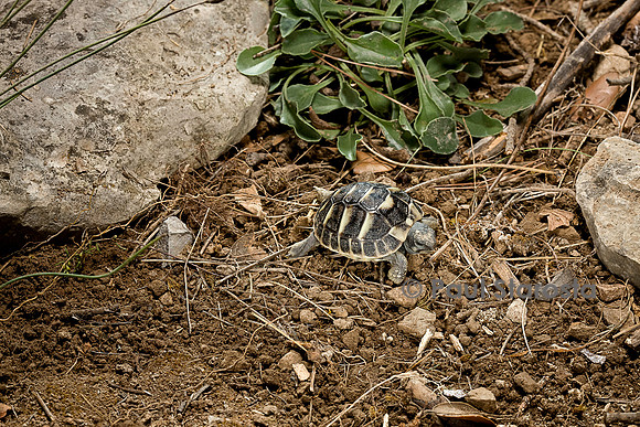 Testudo hermanni (tortue d'Hermann) - de 8 jours