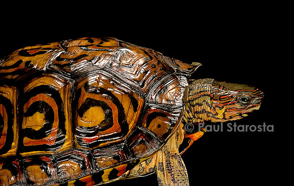 Rhinoclemmys pulcherrima manni (Tortue forestière)