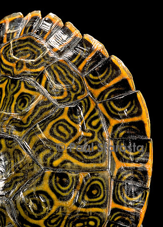 Pseudemys gorzugi