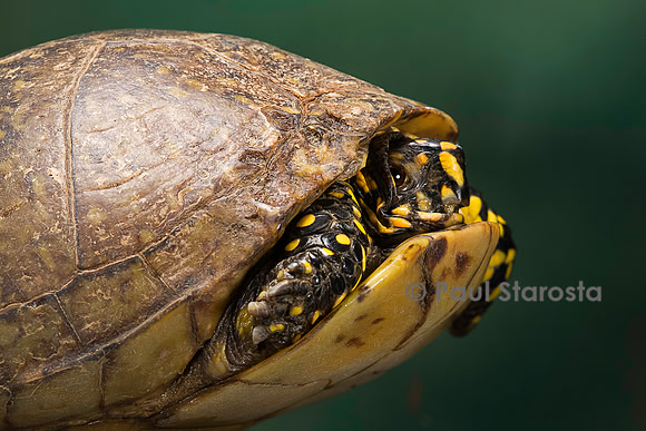 Terrapene carolina (tortue boite) - rentrant dans sa carapace