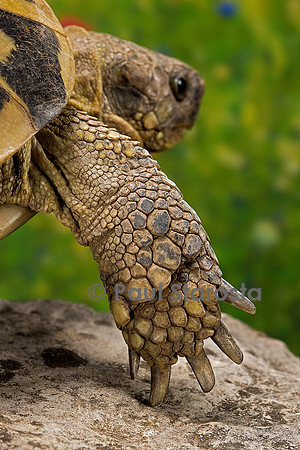 Testudo hermanni (tortue d'Hermann) - patte avant