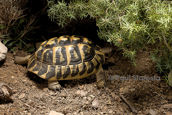 Testudo hermanni (tortue d'Hermann) - se mettant à l'ombre