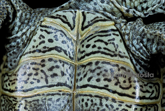 Malaclemys terrapin centrata (tortue diamant)