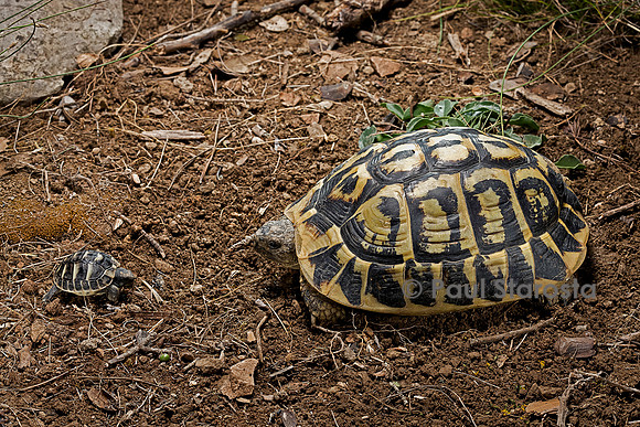 Testudo hermanni (tortue d'Hermann) - adulte et nouveau-né