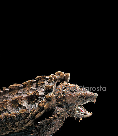 Macroclemys temminckii (tortue alligator)
