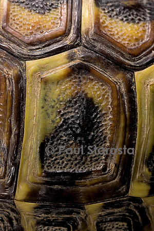 Testudo hermanni (tortue d'Hermann) - écaille de 1 an