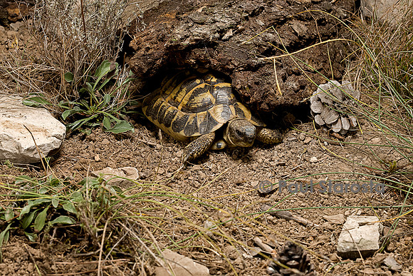 Testudo hermanni (tortue d'Hermann) - sortant de son abri