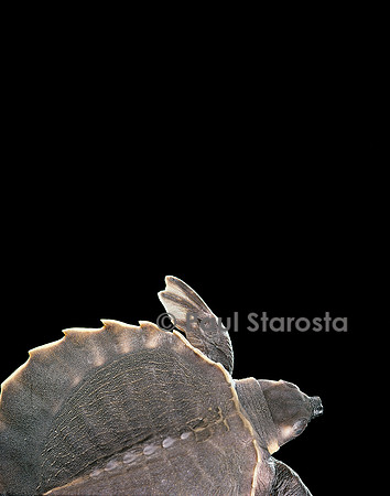 Carettochelys insculpta (tortue à nez de cochon)