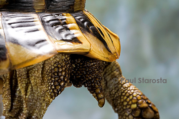 Testudo hermanni (tortue d'Hermann) - queue et écaille supracaudale de la femelle