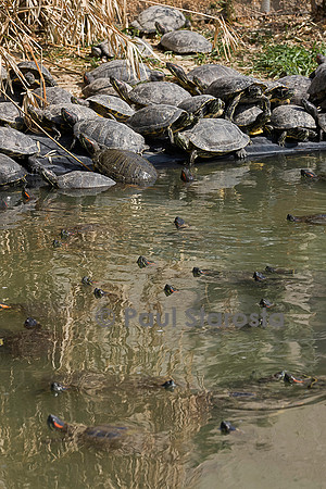 Association Tortues Passion. Bassins de tortues de Floride