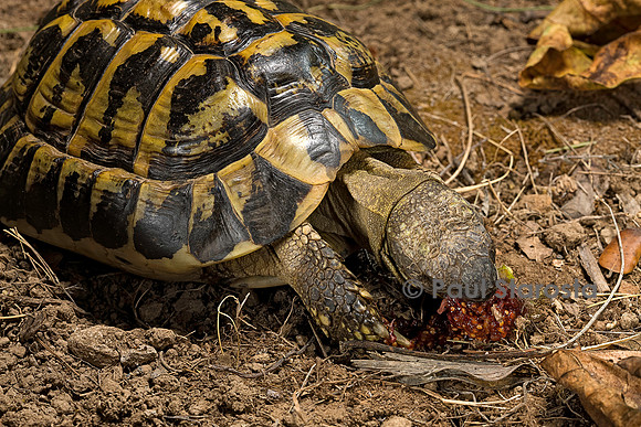 Testudo hermanni (tortue d'Hermann) - mangeant une figue