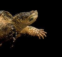 Chelydra serpentina (tortue serpentine)