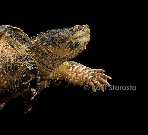 Chelydra serpentina (tortue serpentine)