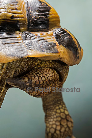 Testudo hermanni (tortue d'Hermann) - queue et écaille supracaudale du mâle