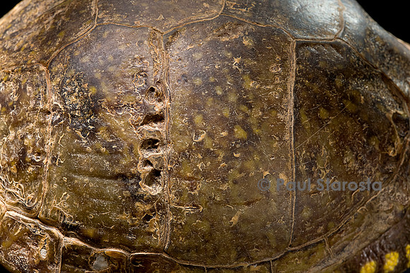 Traces de morsure sur une carapace de tortue