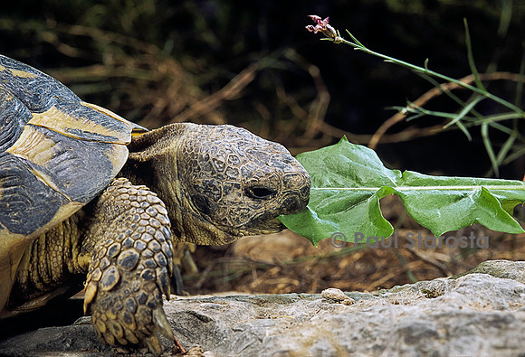 Testudo hermanni (tortue d'Hermann) - mangeant du pissenlit