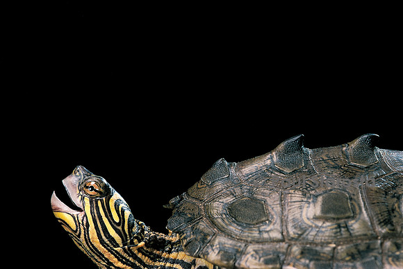 Graptemys nigrinoda