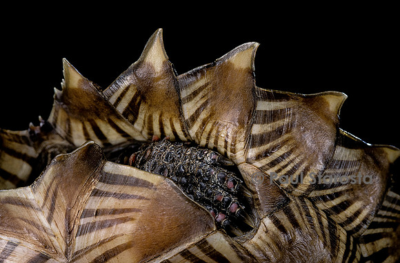 Heosemys spinosa (tortue soleil)