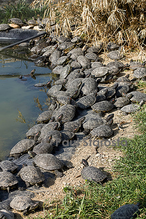 Association Tortues Passion. Bassins de tortues de Floride